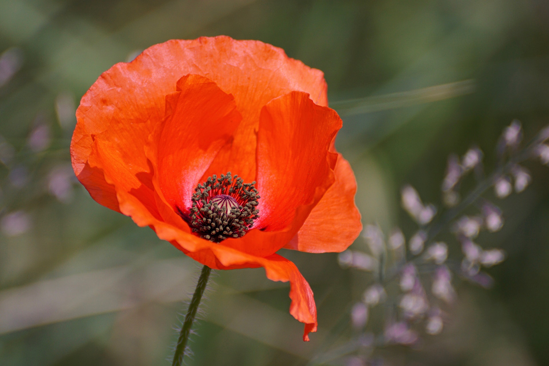 Wild poppy seeds: find out what its health properties