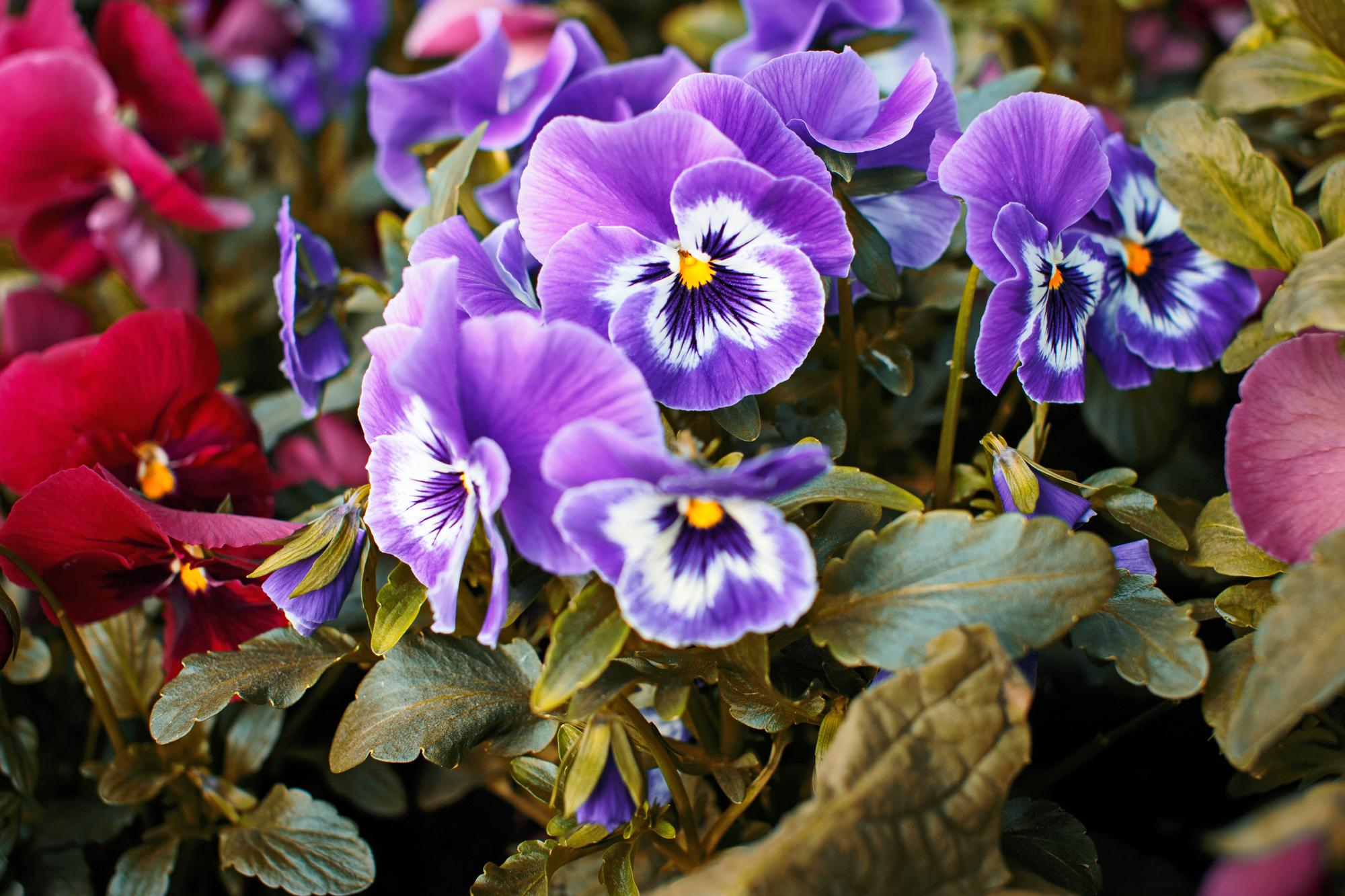 Best Purple Flower Garden Plants for Your Perennial Paradise